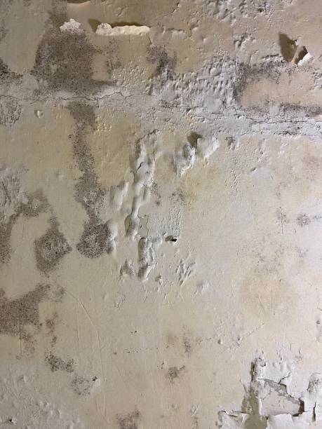 Best Black Mold Remediation in Tallahassee, FL